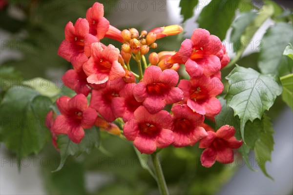 Common trumpet creeper