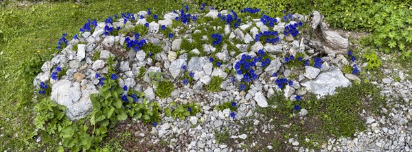 Alpine Gentian