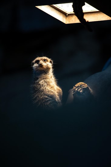 Meerkats