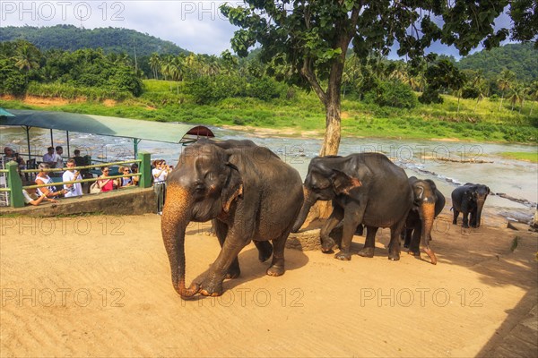 Elephants from the Uda Walawe Elephant Orphanage