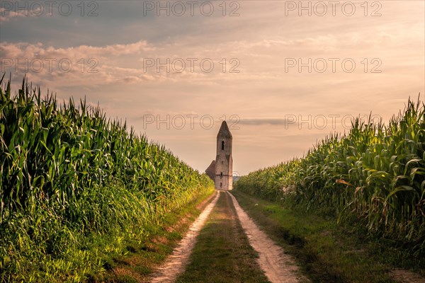 Ruin of a church in a cornfield. Old catholic church tower in the sunset