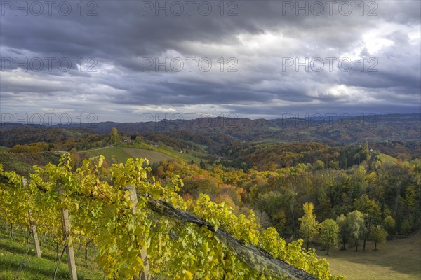 Autumn vineyards