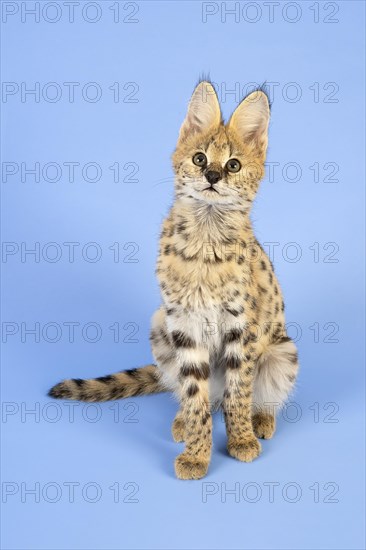 Serval