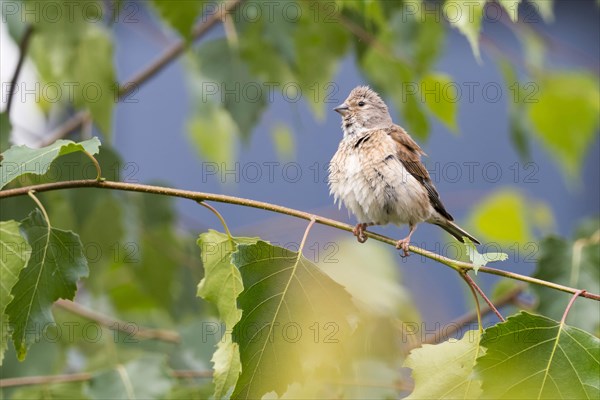 Linnet