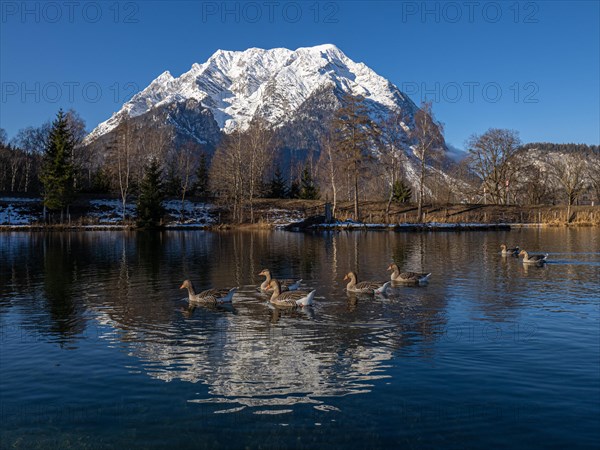 Geese swimming in the lake