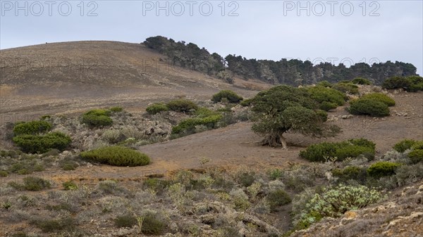 Juniper trees at sunset