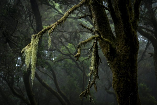 Moss-covered trees in laurel forest