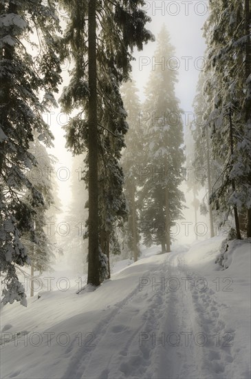 Winter mountain forest in the fog