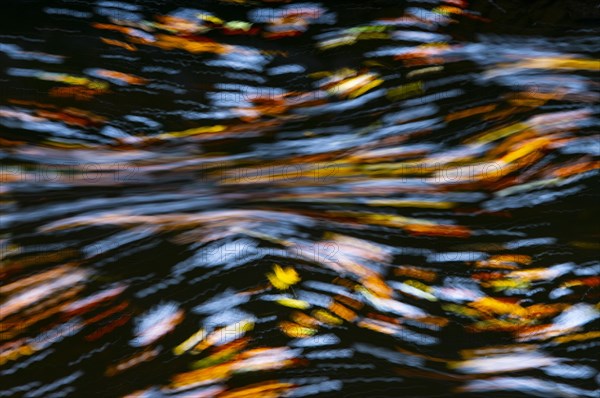 Leaves in the river Bode in the autumnal Harz