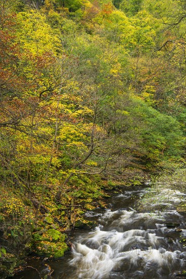 River Bode in the autumnal Harz Mountains