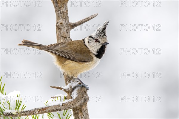 Crested tit