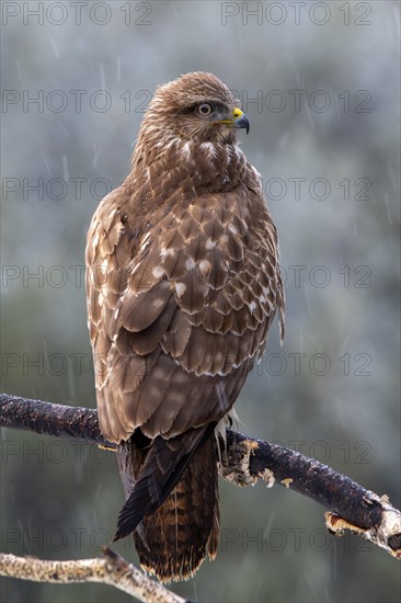 Steppe buzzard