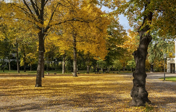 Autumn impressions and autumn leaves in a park