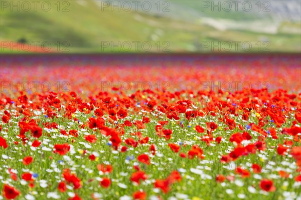 Blooming on plateau Piano Grande