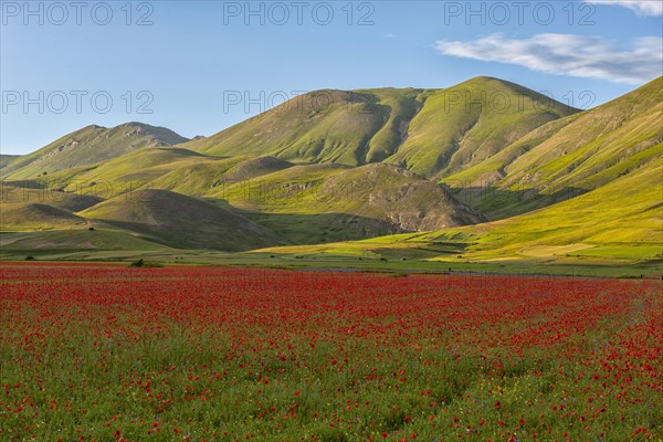 Blooming on Piano Grande di Castelluccio di Norcia