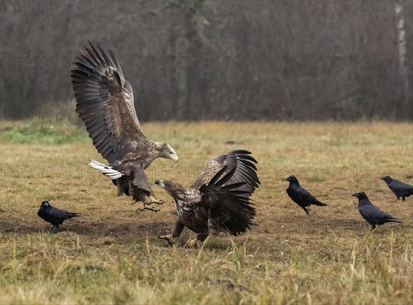 White-tailed eagle