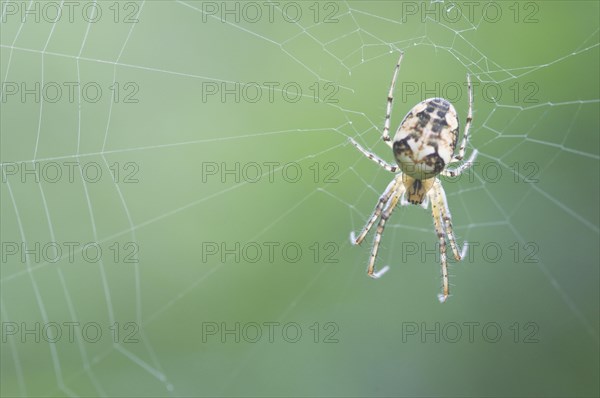 Longjawed orbweaver