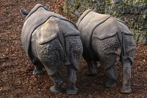 Indian rhinoceroses