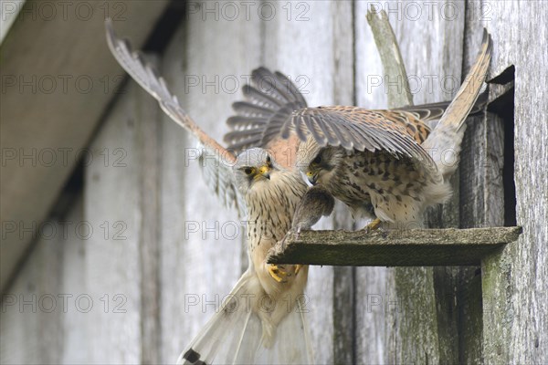 Common kestrels