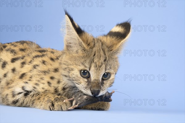 Serval