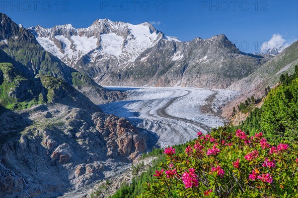 Landscape with blooming alpine roses in front of the Aletsch glacier with Wannenhorn 3906m