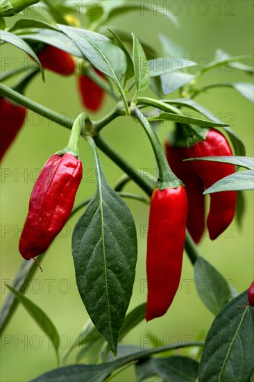 Piri Piri pod Hot Chili