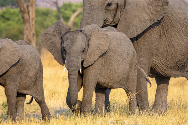 African elephant