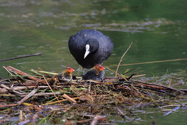 Common coot