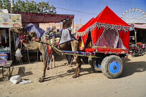 Camel cart