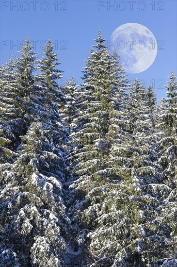 Moon over european silver firs