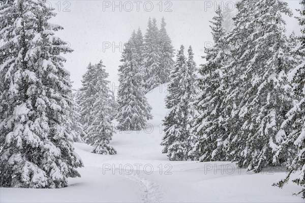 Snow-covered mountain forest during snowfall