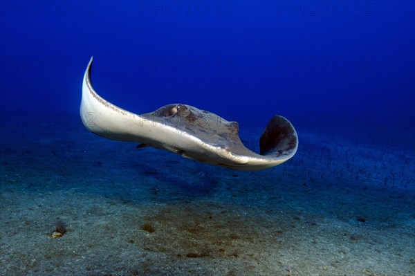 Roughtail stingray