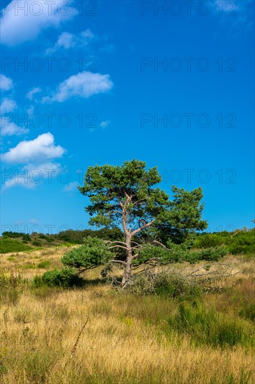 Pine tree in a barren landscape on the island of Hiddensee