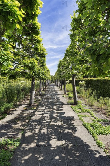 Footpath through lime avenue