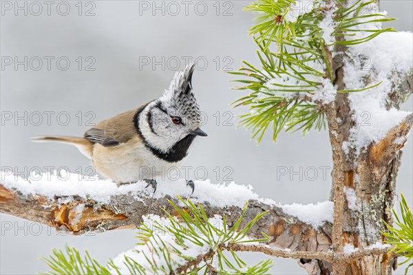 Crested tit