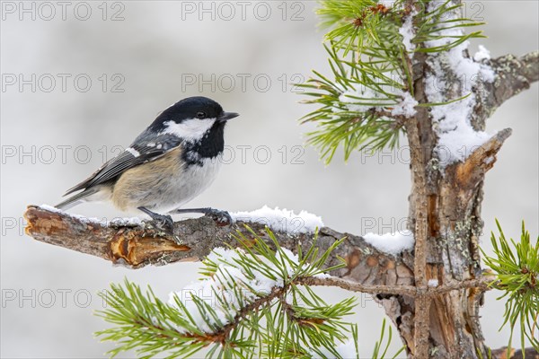 Coal tit