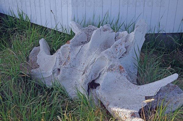 Baleen bone of a whale