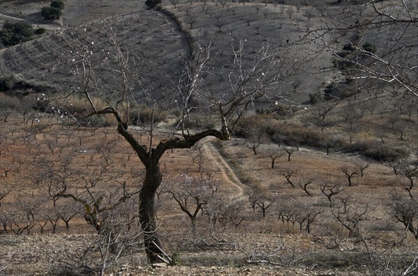 Plantation with leafless almond trees shortly in front of blossoming