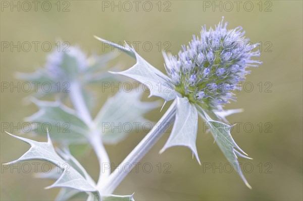 Sea holly