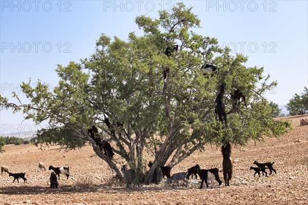 Goats on an argan