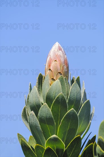 Protea