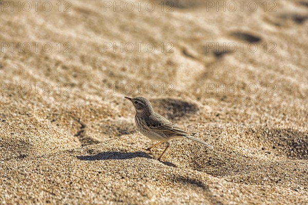 Berthelot's pipit