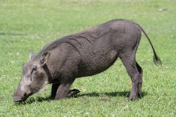 Common warthog