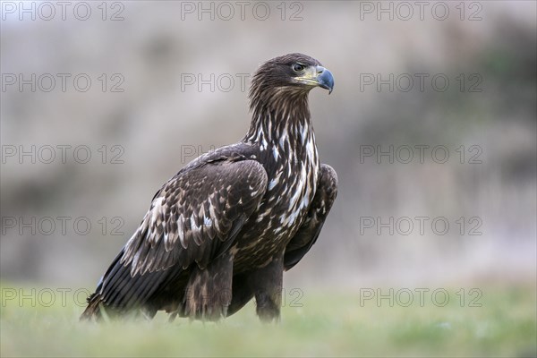 White-tailed eagle