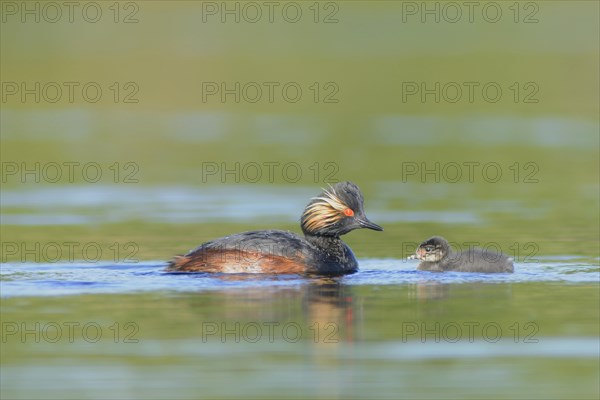 Black-necked grebe