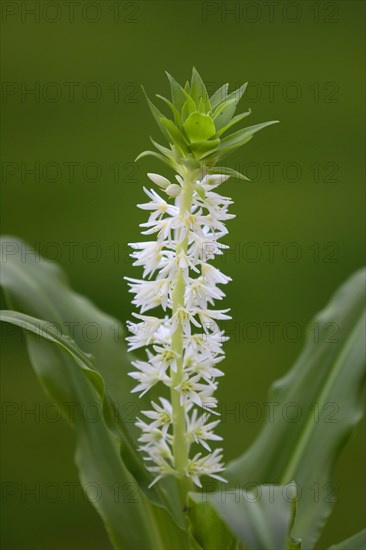 Pineapple Lily Pineapple Flower Eucomis autumnalis Blossom Bloom Ellerstadt Germany Germany