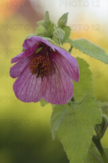 Bell mallow Abutilon Abutilon x hybridum Flower Bloom Ellerstadt Germany Germany