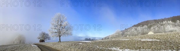 Hoarfrost in clearing fog