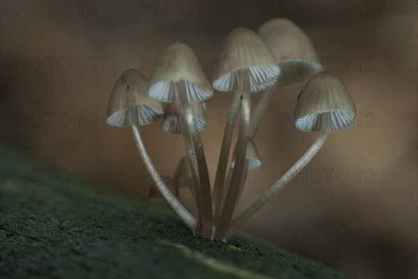 White milky helminth milking bonnet