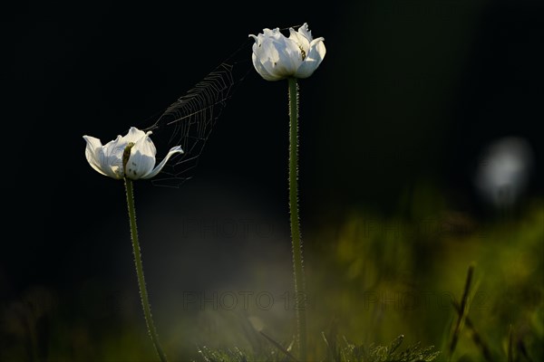 Anemones